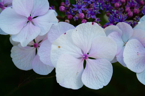 Una Hortensia Floreciente Florece Jardín —  Fotos de Stock