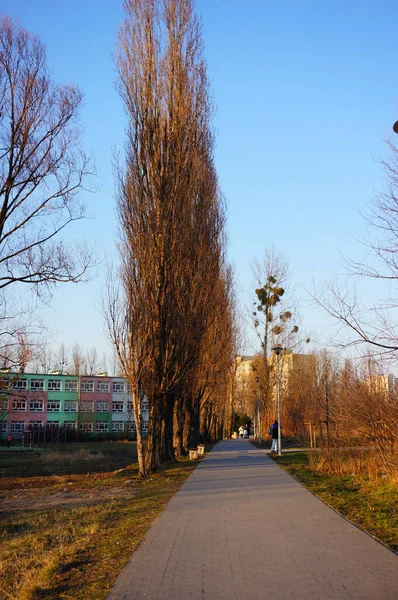 Poznan Polska Mar 2015 Pionowe Ujęcie Chodnika Wzdłuż Wysokich Drzew — Zdjęcie stockowe