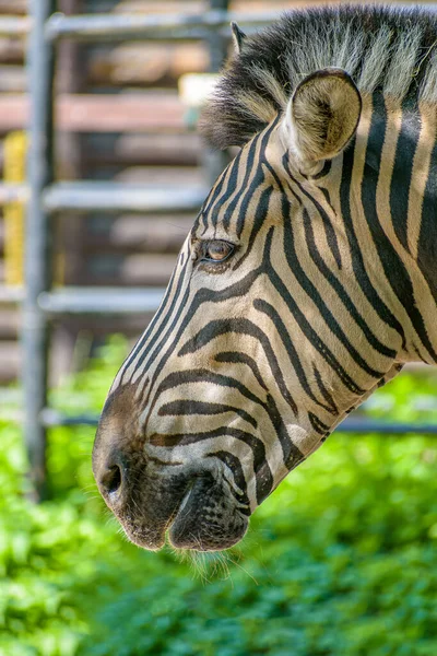 Tiro Lateral Vertical Uma Zebra — Fotografia de Stock