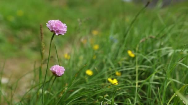 Belles Fleurs Poussant Dans Jardin Journée Ensoleillée Été — Video