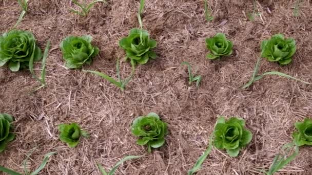 Mousse Verte Sur Fond Blanc — Video