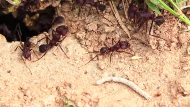 Tiro Perto Uma Formiga Floresta — Vídeo de Stock