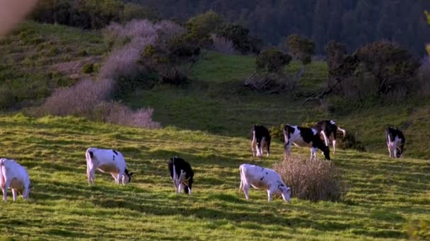 Коровы Пасутся Лугу — стоковое видео