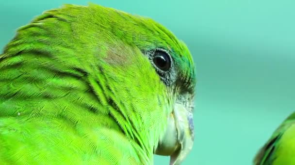 Grön Papegoja Blå Gul Svart Vit Röd Turkos Fågel Ett — Stockvideo