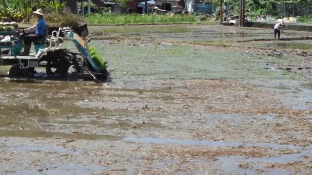 Agriculteur Utilisant Une Machine Plantation Riz Effectue Une Transplantation Riz — Video