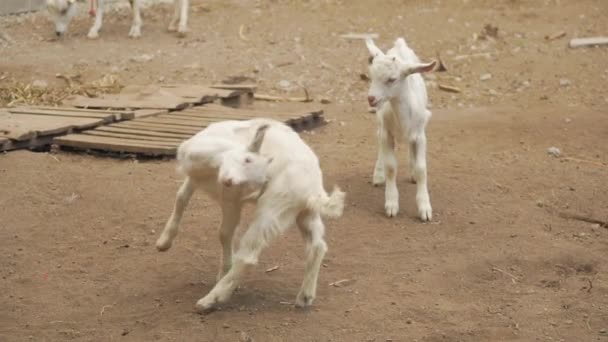 Keçiler Oynuyor Keçiler Otlakta — Stok video