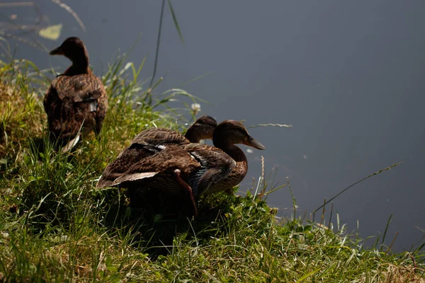 Los Coloridos Patos Nadando Lago — Foto de Stock