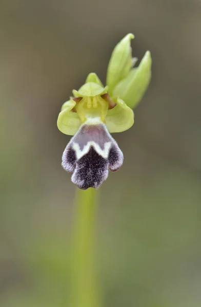 Vertical Shot Sombre Bee Orchid Blurred Background — Stock Photo, Image