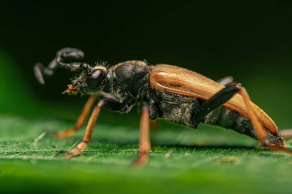 Makroaufnahme Einer Nabidae Auf Einem Grünen Blatt Isoliert Auf Schwarzem — Stockfoto