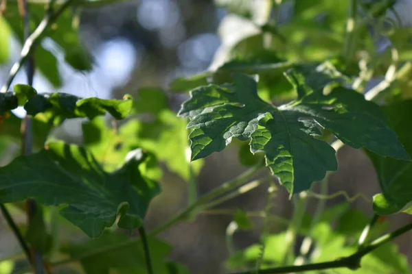 植物の葉のクローズアップショット — ストック写真