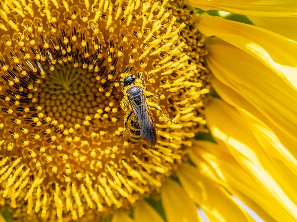 Крупним Планом Знімок Бджоли Запилюючи Жовту Квітку — стокове фото