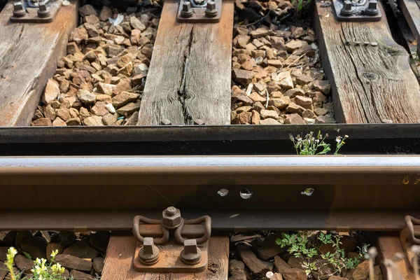 Nahaufnahme Von Unkraut Das Der Nähe Von Bahngleisen Wächst — Stockfoto