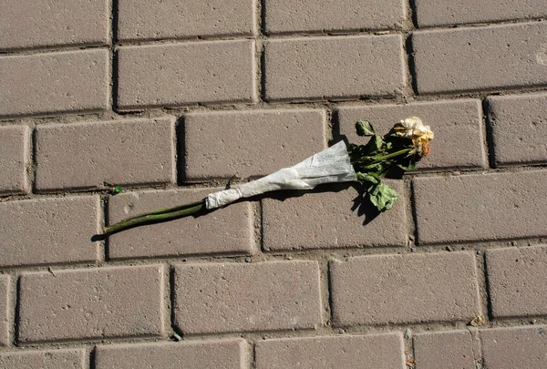 Eine Getrocknete Rose Auf Dem Boden — Stockfoto