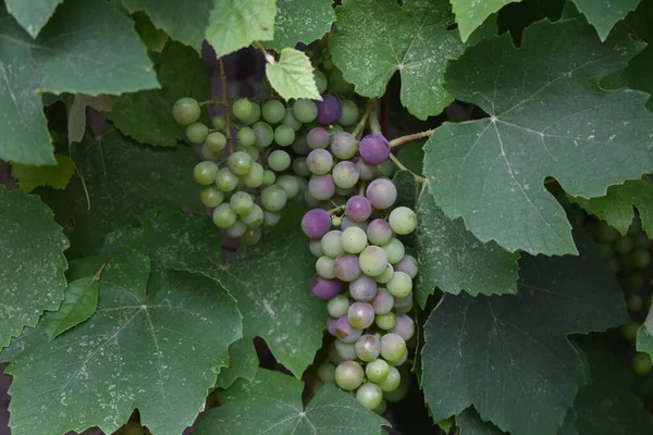 Close Uvas Suculentas Com Folhas Verdes — Fotografia de Stock