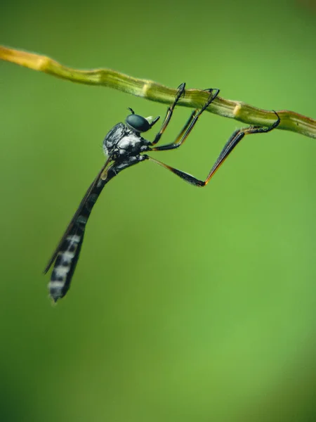 Makro Raner Flyr Gren – stockfoto