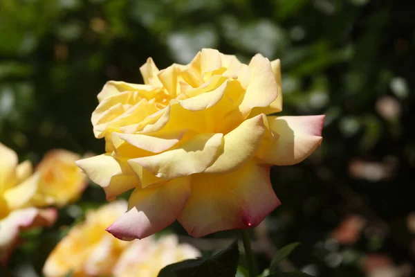 Zbliżenie Ujęcie Żółtej Gelbe Rose Ogrodzie Pod Słońcem — Zdjęcie stockowe