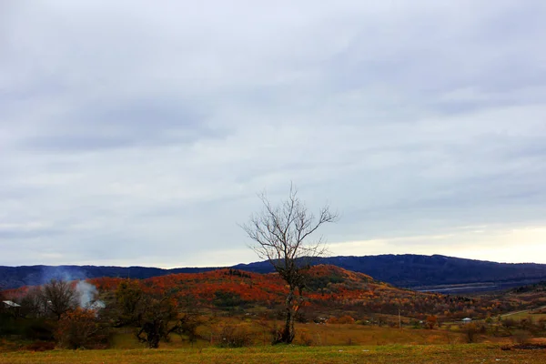 Sonbaharda Renkli Tarlada Tek Bir Ağacın Olduğu Yüksek Açılı Bir — Stok fotoğraf