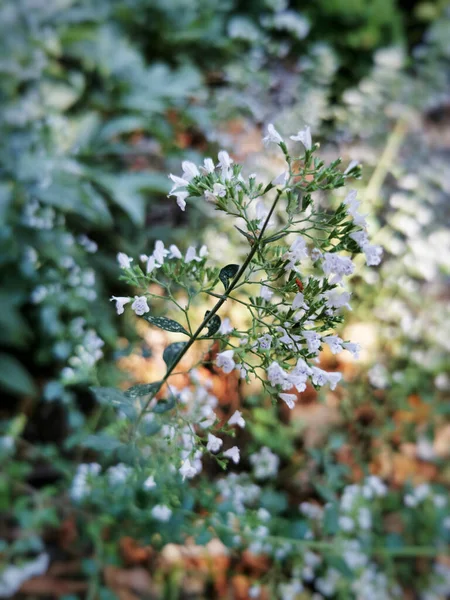Μια Κάθετη Κοντινή Λήψη Μικρότερης Συμφοράς Clinopodium Nepeta Βοτανικός Κήπος — Φωτογραφία Αρχείου