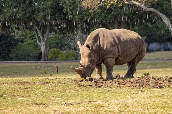 Tagsüber Ein Nashorn Auf Dem Gras Zoo — Stockfoto