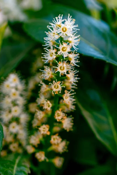 Gros Plan Vertical Une Fleur Cerisier Noir Fleurs — Photo