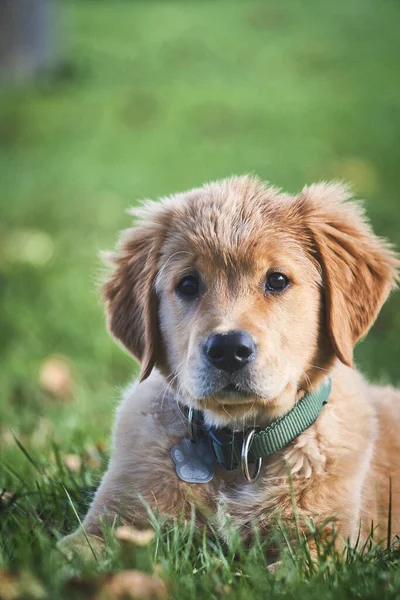 Seletivo Filhote Cachorro Golden Retriever Grama Verde — Fotografia de Stock