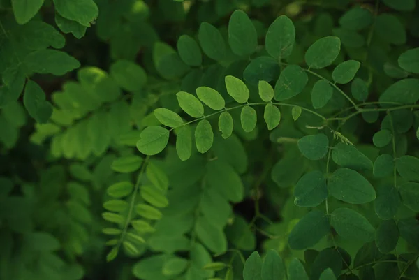 Płytkie Zbliżenie Kadru Zielonych Liści Roślin Świetle Dziennym — Zdjęcie stockowe