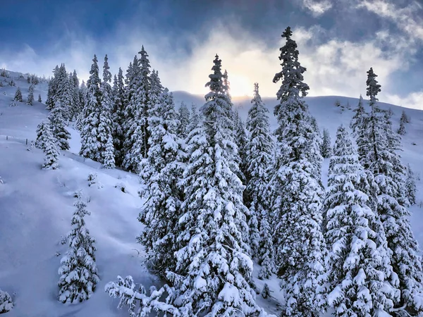 多云的天空下有高大树木的雪地景观 — 图库照片