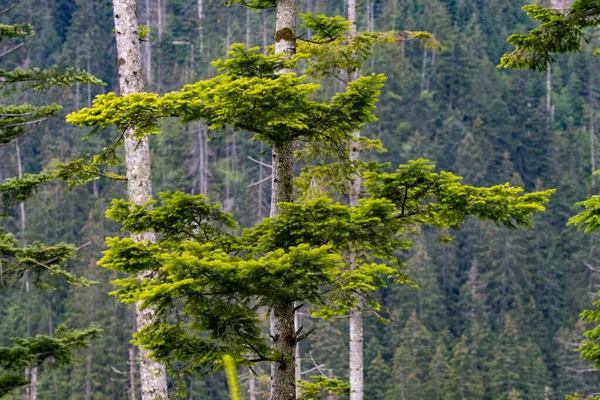 The beautiful tall trees of the Polish Tatra Mountains