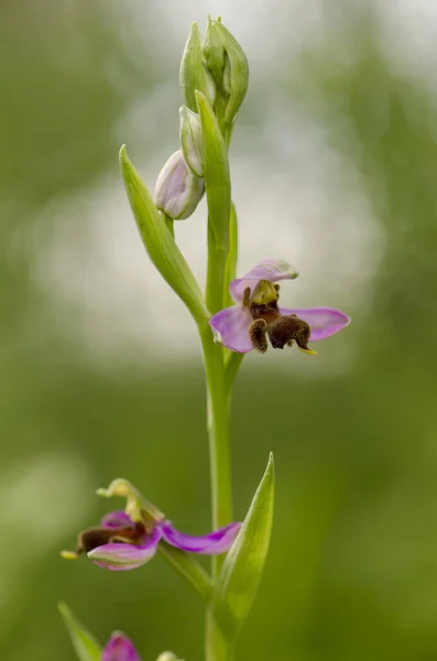 Plan Vertical Une Orchidée Abeilles Almaraz Sur Fond Flou — Photo