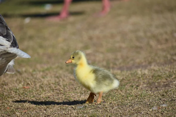 Lindo Gosling Recién Nacido Protegido Por Sus Padres Ganso Cerca — Foto de Stock