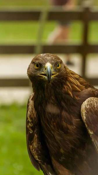 Eine Vertikale Aufnahme Eines Adlers Auf Verschwommenem Hintergrund — Stockfoto