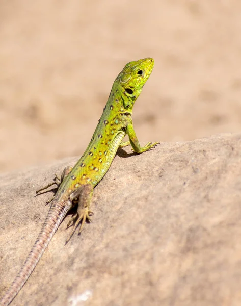 Vertical Shot North African Ocellated Lizard — Stock Photo, Image