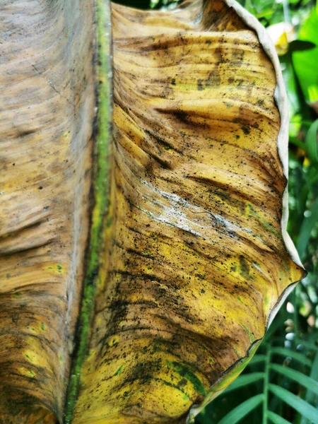 スペインのマドリードの植物園で興味深い植物の葉の垂直閉鎖ショット — ストック写真