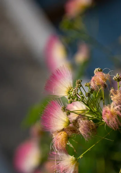 Gren Albizia Julibrissin Träd Med Blommande Blommor Grå Bakgrund — Stockfoto