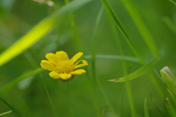 Primo Piano Anacyclus Radiatus Loisel Giallo Keulen Bertram Sullo Sfondo — Foto Stock