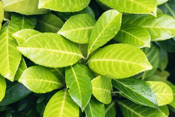 Крупним Планом Знімок Зеленого Листя Красивої Рослини Сонячному Світлі — стокове фото