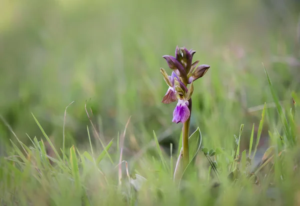 Tiro Close Uma Orquídea Fan Lipped Prado Fundo Borrado — Fotografia de Stock