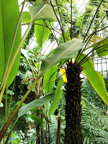 Eine Vertikale Aufnahme Einer Schönen Aussicht Auf Verschiedene Pflanzen Botanischen — Stockfoto