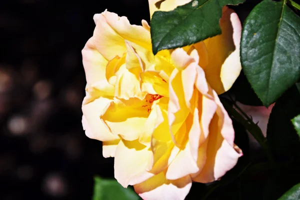 Een Close Shot Van Een Bloeiende Gele Roos — Stockfoto