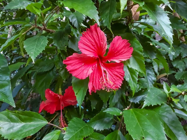 Primer Plano Una Rosa China Roja Con Hojas Verdes Bajo — Foto de Stock