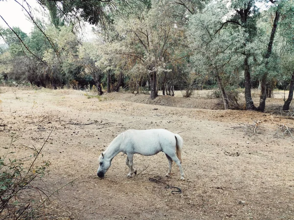Красивий Білий Кінь Пасеться Біля Дерев Guadalix Sierra Spain — стокове фото