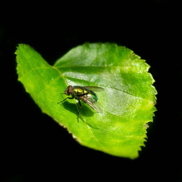 黒い背景に隔離された緑の葉の上を飛ぶ — ストック写真