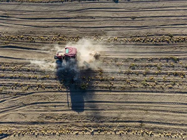 Cosecha Calabaza Con Tractor Kayseri — Foto de Stock