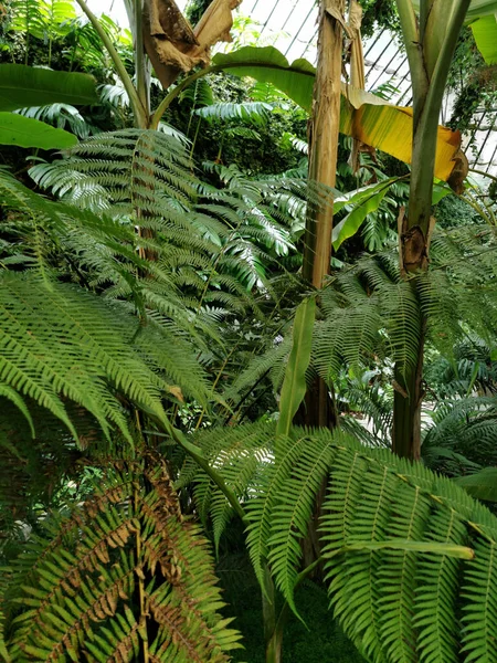 Uma Foto Vertical Uma Bela Vista Diferentes Plantas Jardim Botânico — Fotografia de Stock