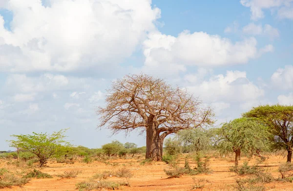 Duże Drzewo Baobabu Savannah Kenii — Zdjęcie stockowe