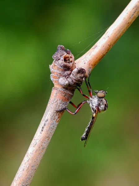 強盗のマクロが枝の上を飛ぶ — ストック写真