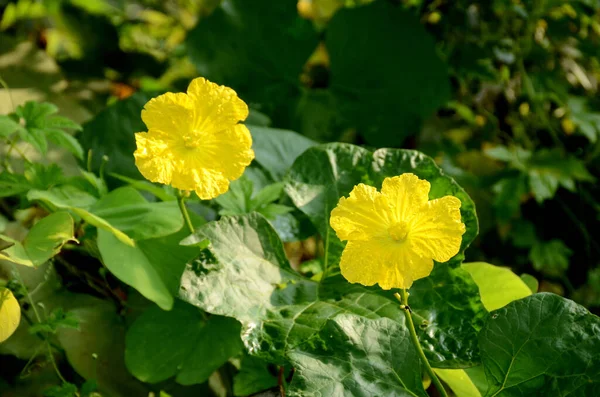 ブドウと葉を持つ2つの黄色のスポンジひょうたんの花の閉鎖背景 — ストック写真