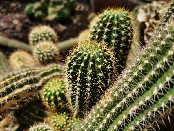 Primo Piano Bellissimo Cactus Nell Orto Botanico Madrid Spagna — Foto Stock