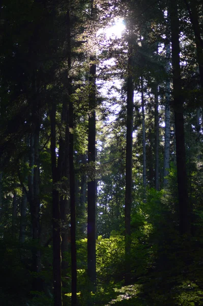 Sun Shining Trees Trail Forest — Stock Photo, Image