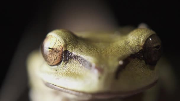 초록색 개구리의 사진입니다 — 비디오